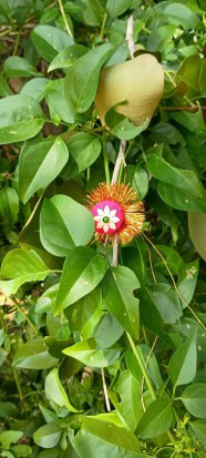 Vruksha Rakshabandhan